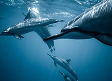 来看看加拉塔萨雷边锋伊尔马兹的冲刺救球，52米用时6.84秒